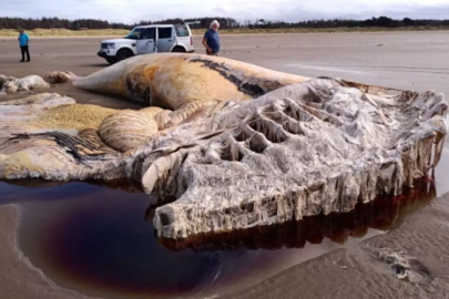 Kıyıya vuran 21 metrelik Deniz canlısının sırrı çözüldü