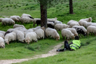 Van'da korkunç olay! Yüzlerce hayvan telef oldu...
