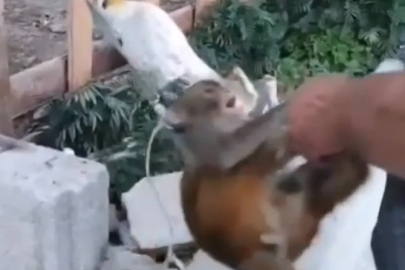 Hatay'da şiddet gören maymun, Tarsus Doğa Parkı'na gönderilecek