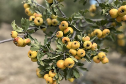 Şifa deposu alıçta hasat başladı: Kilogram fiyatı 200 TL'den alıcı buluyor