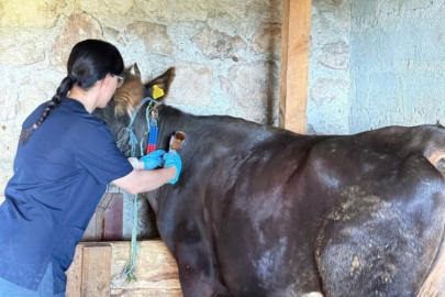 Yine 'şap' krizi! 69 köye hayvan giriş- çıkışı yasaklandı