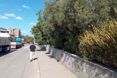 Mudanya'da bir garip olay! Zeytin ağaçları ve kaldırım yok oldu
