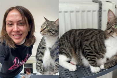 100 bin TL para ödüllü kedi ilanı!