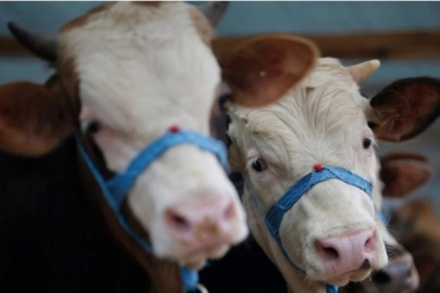 Samsun'da şap karantinası başlatıldı