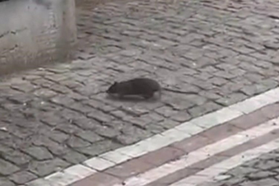 Fareler sokakları bastı