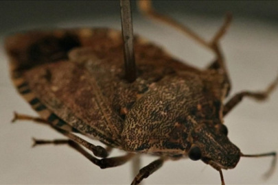 Kahverengi kokarca nedir? Kahverengi kokarca zararlı mı, Türkiye'de var mı?