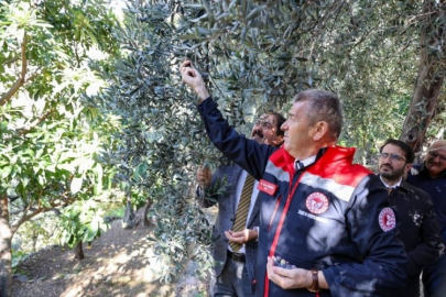 Artvin'de lezzet ödüllü "Butko zeytini" hasadı başladı