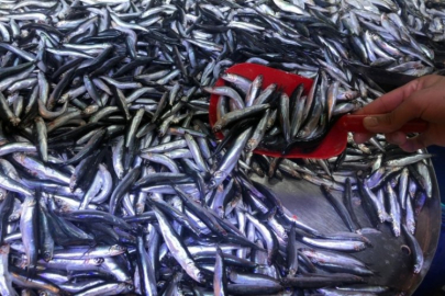 Havalar soğudu, kilosu 150 TL'ye kadar düştü!