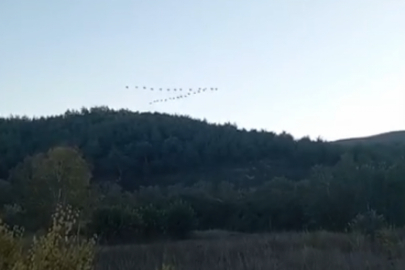 Gökyüzü hareketlendi! Kuşların göç yolculuğu başladı...