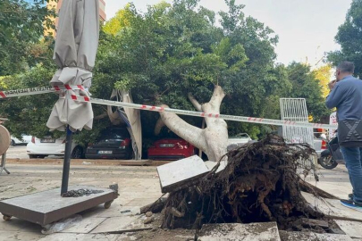 Antalya’da ağaç 5 otomobilin üzerine devrildi