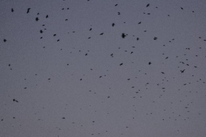 Kargalar gökyüzünü kararttı