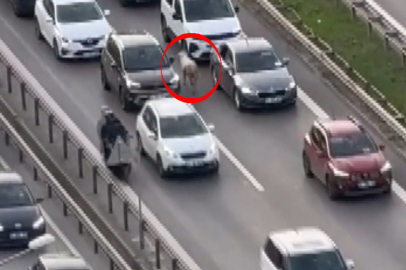Koyun, sürücülere zor anlar yaşattı