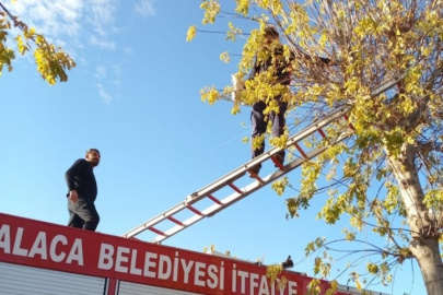 Ağaçta mahsur kalan yavru kedi itfaiye ekiplerince kurtarıldı