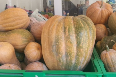 Ata tohumu ile üretildi! 1 tanesi 35 kilo geliyor