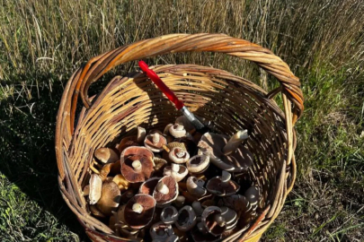 Bilecik'te yağış sonrası mantar patlaması