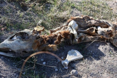 Boş arazide kan donduran manzara! 8 kadavra bulundu