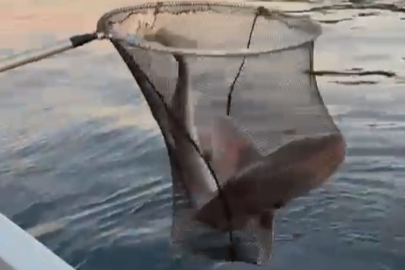 Bursa Gemlik'te balıkçıların oltasına dev köpek balığı takıldı