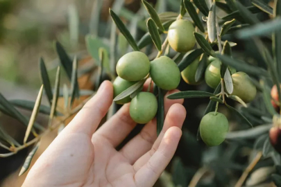 Bursa Mudanya’da zeytinin yeni adresi: Marmarabirlik mağazası kapılarını açtı