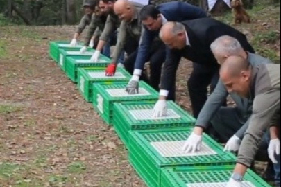 Doğaya 200 sülün salındı