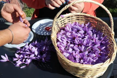 Karabük'te imece geleneği ile safran hasadı
