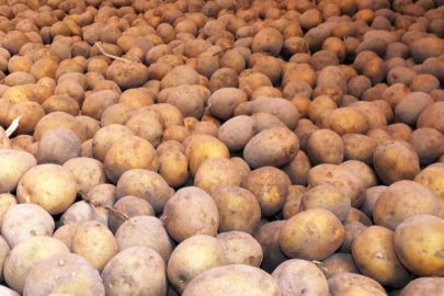 Patates açıklaması gündem oldu; Bakanlık cevap verdi!