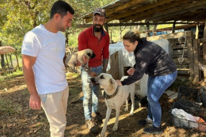 Sokak köpekleri üzerinde mikroçip uygulaması yapılıyor!