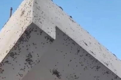 Evin dış cephesini sinekler istila etti