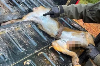 Anne çocuklarını korumak istedi: Hastalıklı maymunu öldürdü!