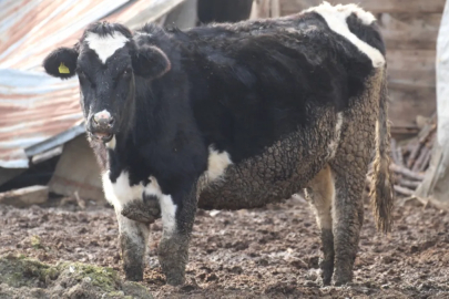 Bolu’da şap alarmı: 18 köy ve 4 mahalle karantinada