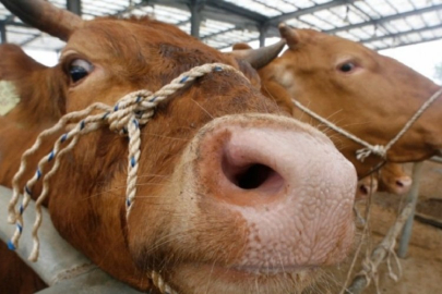 Deli dana hastalığı Türkiye'de yayılıyor mu?