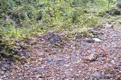 Bursa'da çakal, fotokapana yakalandı