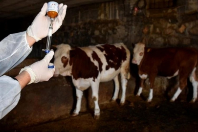 Bursa'yı da etkisi altına alan şap hastalığı için açıklama geldi!