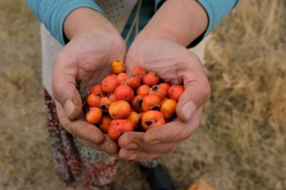 Hasadı başladı: Tansiyonu dengeliyor, bağırsakları çalıştırıyor