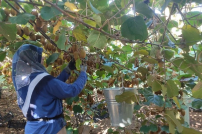 Bursa'da kivi hasadı başladı: Rekolte düşük, kalite yüksek...