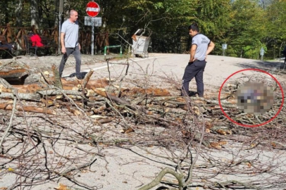 Bursa'nın ünlü parkında yürek yakan olay! Mesai arkadaşları kahroldu...