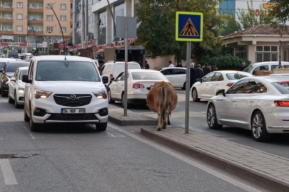 Gören dönüp bir daha baktı! Yola çıkıp, trafiği aksattılar...