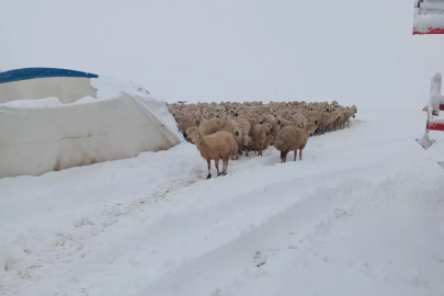 Kangal'da Çadır Çöktü: 8 Koyun Hayatını Kaybetti