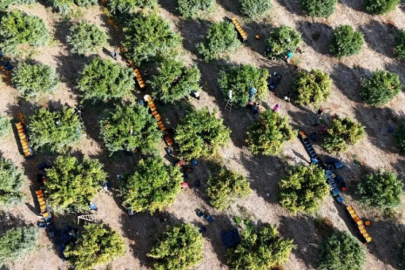 İşçilerin grevi meyveyi dalında bıraktı!