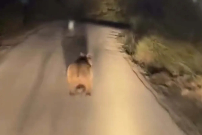 Biga'da Yolda Görenleri Şaşırtan Ayı Anları