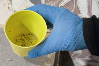 Fırın değil böcek teraryumu!