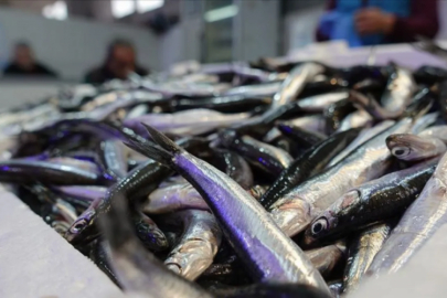 Trabzon'da hamsi bolluğu: 50 liradan satışta!