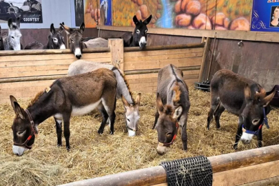 Almanya, Gazze'den gelen 8 eşeğe sığınma hakkı verdi