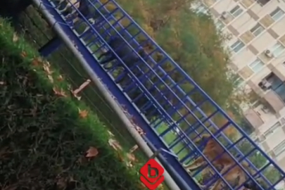 Bursa'da öğrenciler veliler tedirgin! Sürü halinde geziyorlar...