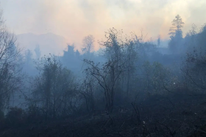 Artvin Hopa'da Örtü Yangınına Müdahale Ediliyor