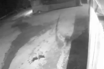 Erzurum'da aç kalan kurtlar köye indi