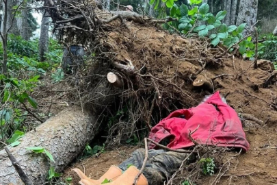 Kesmek için çıktığı ağaç sonu oldu! Müdahalelere rağmen kurtarılamadı...