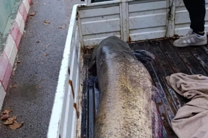 Bursa'da gölden dev çıktı! 4 kişi zor taşıdı, gören hayrete düştü