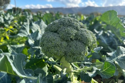 Bursa'nın tarlasında 10 lira, pazarda 70 lira!