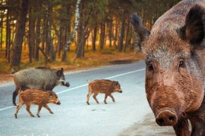İspanya'daki Afrika domuz vebası salgınına karşı mücadeleye asker de katıldı