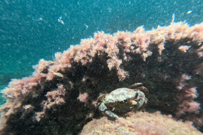 Marmara Denizi’nin ekolojik yapısı mercek altında
